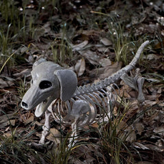 24-Inch Posable Joints Halloween Wiener Dog Skeleton