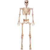 5.6 ft Life Size Full Body Skeleton with Realistic Bones and Posable Joints