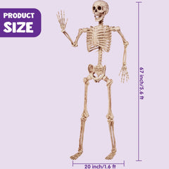 5.6 ft Life Size Full Body Skeleton with Realistic Bones and Posable Joints