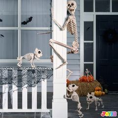 5.6 ft Life Size Full Body Skeleton with Realistic Bones and Posable Joints