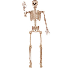 5.6ft Halloween Life-Size Posable Skeleton with Realistic Bones and Movable Joints