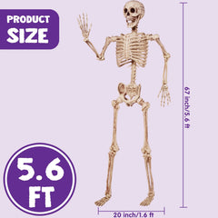 5.6ft Halloween Life-Size Posable Skeleton with Realistic Bones and Movable Joints