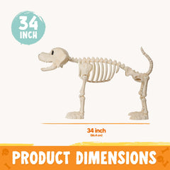 34" Halloween Golden Retriever Skeleton Dog