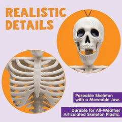 2 PCS 16-Inch Halloween Skeletons with Full Body Posable Joints