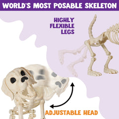 34" Halloween Golden Retriever Skeleton Dog