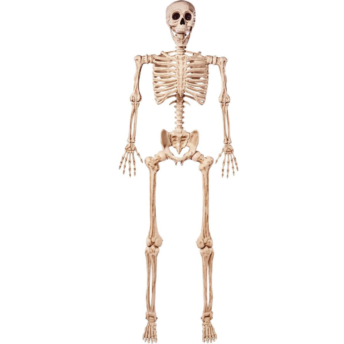 5.6 ft Life Size Full Body Skeleton with Realistic Bones and Posable Joints
