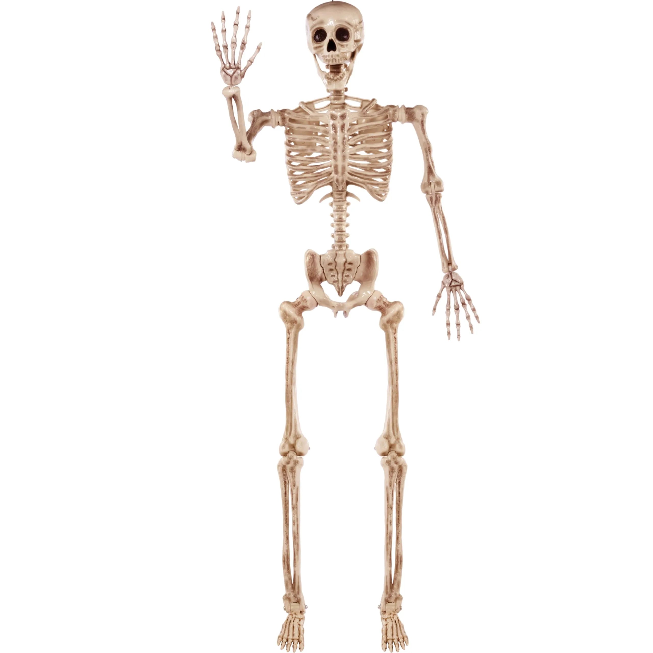 5.6ft Halloween Life-Size Posable Skeleton with Realistic Bones and Movable Joints