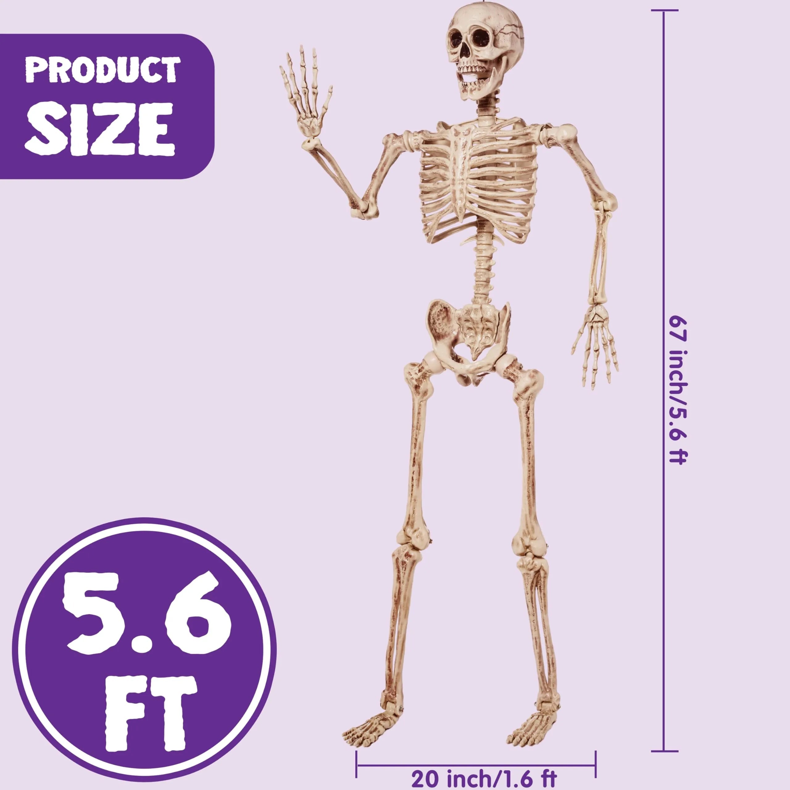 5.6ft Halloween Life-Size Posable Skeleton with Realistic Bones and Movable Joints
